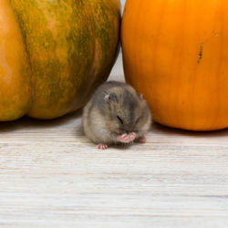 A small cute dzungarian hamster washes against the background of an orange pumpkin. close-up.