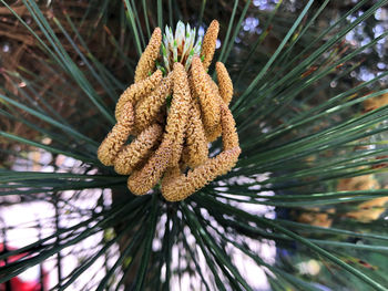 Close-up of pine cone on tree