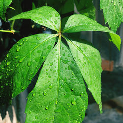 Close-up of raindrops on leaves