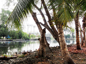 Palm trees by lake