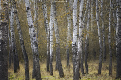 Trees in forest