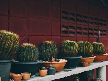 Close-up of potted plants