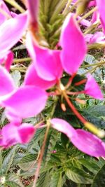 Close-up of pink flowers blooming outdoors