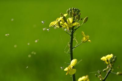 Close-up of insect on plant