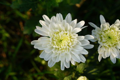 Close-up of white dahlia flower