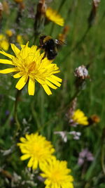 Close-up of bee pollinating on yellow flower