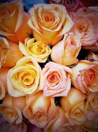 Close-up of rose