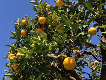 Low angle view of fruits growing on tree