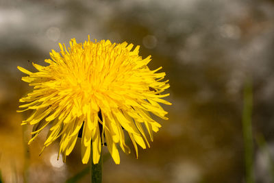 Close-up of yellow dandelion flower