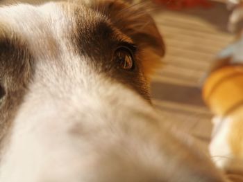 Close-up of dog looking away