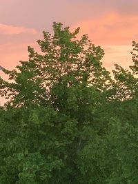 Low angle view of trees in forest against sky