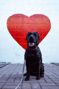 Dog looking at camera on footpath against wall
