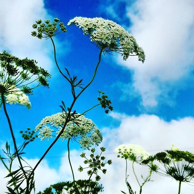 low angle view, sky, growth, tree, cloud - sky, blue, nature, cloud, beauty in nature, leaf, palm tree, day, plant, cloudy, tranquility, outdoors, no people, branch, flower, close-up