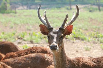 Close-up of deer