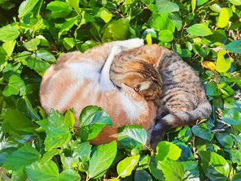 View of a sleeping cat