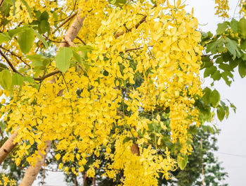 Low angle view of yellow flowering plant