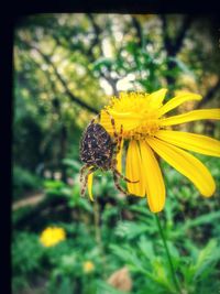 Close-up of yellow flower