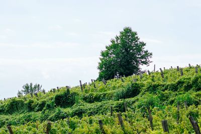 Trees on field against sky