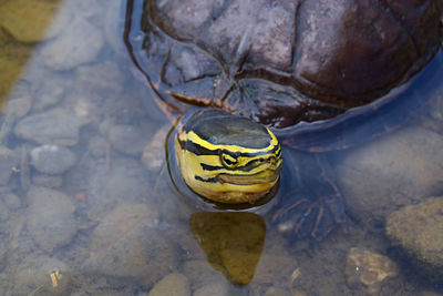 High angle view of turtle swimming in lake