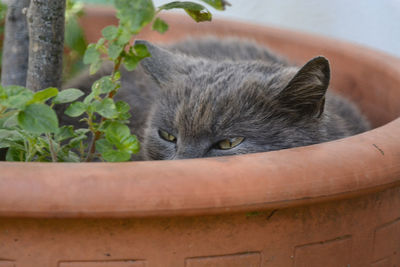 Portrait of cat lying down