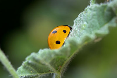 Close-up of ladybug on leaf