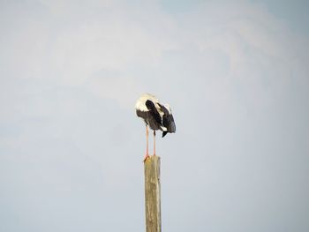 Bird perching on wooden post