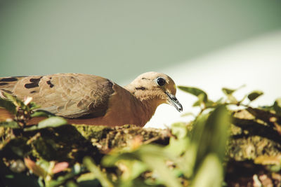 Close-up of bird perching on a plant