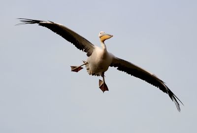Low angle view of bird perched against clear sky