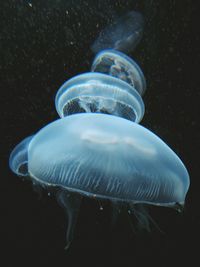 Close-up of fish underwater