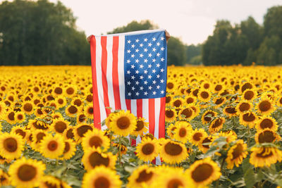 Close-up of yellow flag on sunflower field