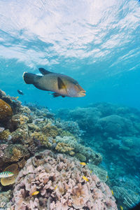 Turtle swimming in sea