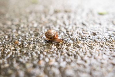 Close-up of snail