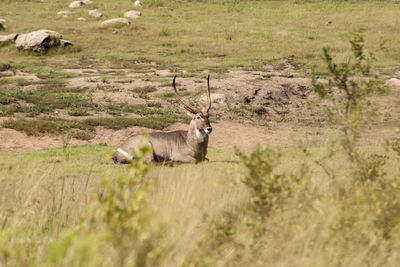 Deer in a field