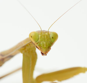 Green young mantis sitting on a white background, close up