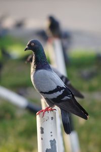 Close-up of bird perching on wooden post