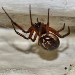 Close-up of spider