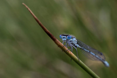 Close-up of insect