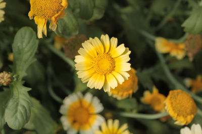 Close-up of yellow flowers blooming outdoors