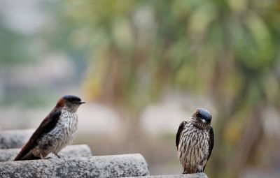 Close-up of birds perching on tree