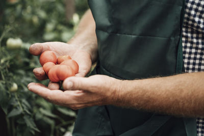 Gardener in greenhouse, hand holding tomatoes
