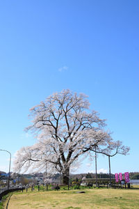 Bare tree on field against clear sky