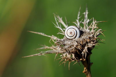 Close-up of snail on plant