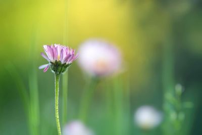 Close-up of flower against blurred background