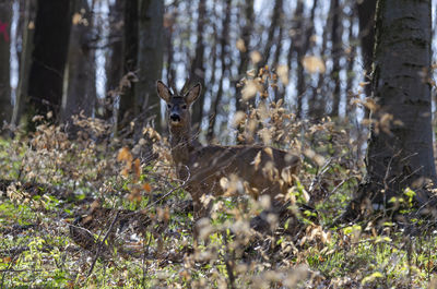 Portrait of deer in the forest