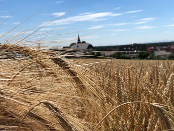 High angle view of wheat field against sky