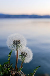 Close-up of dandelion against sky