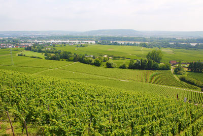 Scenic view of vineyard against sky