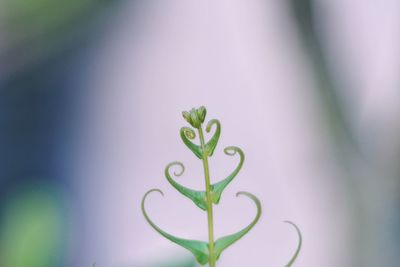 Close-up of small plant