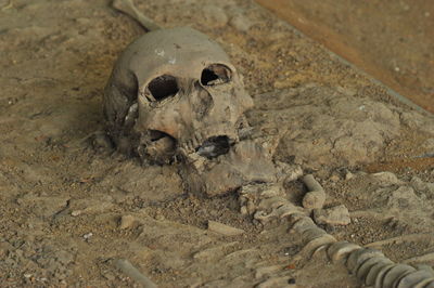 High angle view of human skull