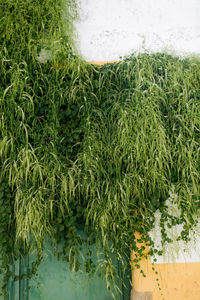 High angle view of fresh plants in water